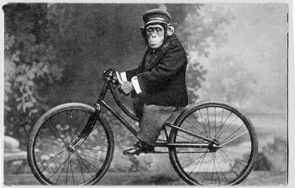monkey_on_bicycle_vintage_1216757373.jpg